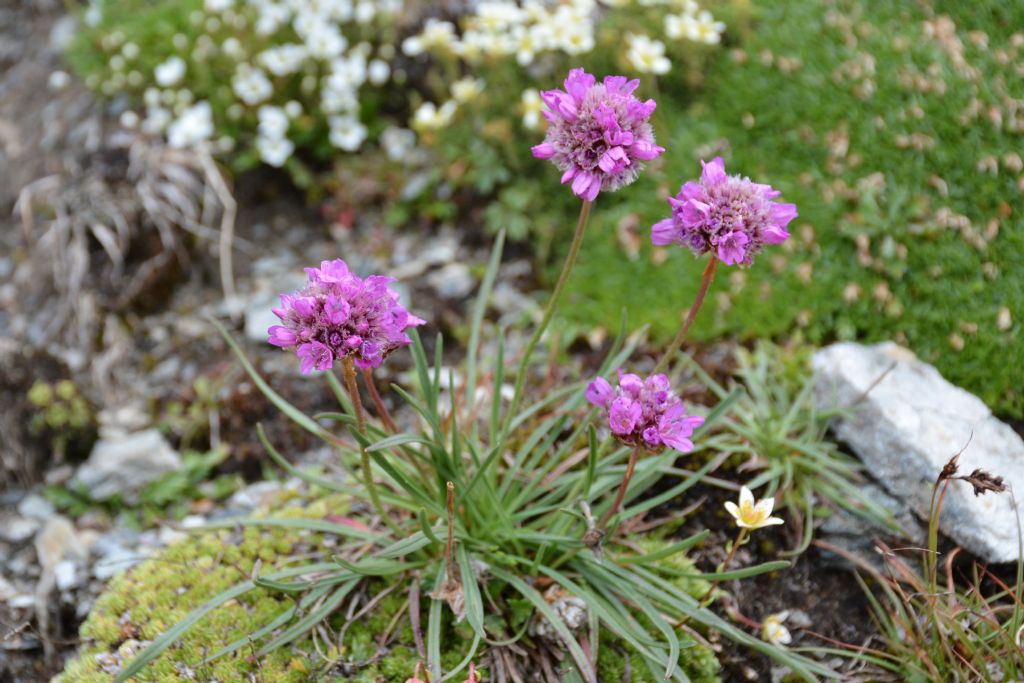 Armeria alpina